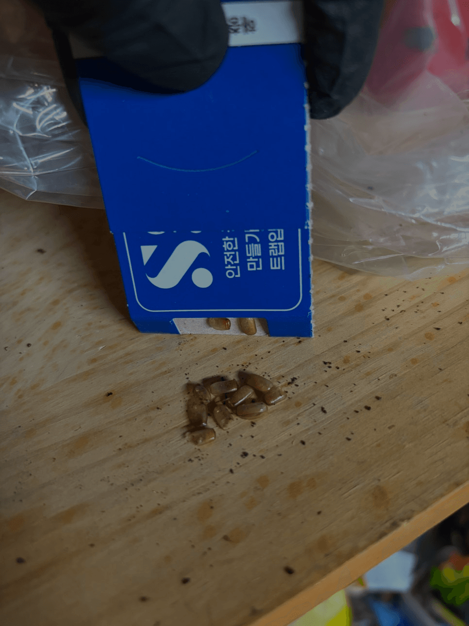 바퀴벌레 알집 사진